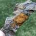 Dendrocystites barrandei